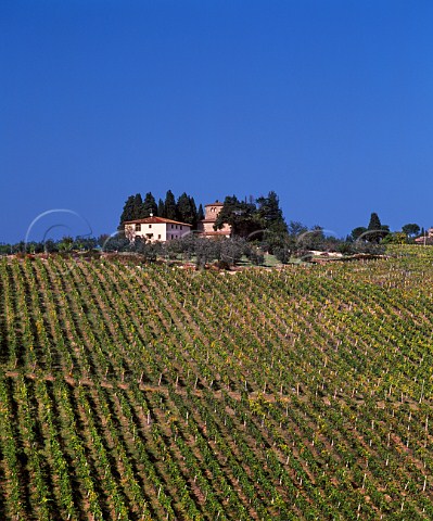The Tignanello vineyard of Antinori on their Santa Cristina Estate near Mercatale Val di Pesa Tuscany Italy