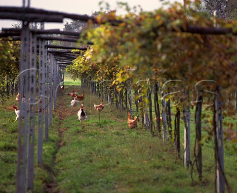 Chickens run free below vineyard at Gattinara   The region produces wines mainly from the Nebbiolo   grape  known here as Spanna    Piemonte Italy
