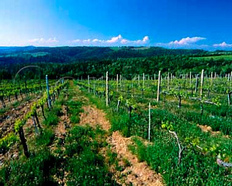 Friggiale Vineyard of Agricola Centolani   Tavernelle near Montalcino Tuscany Italy    Brunello di Montalcino