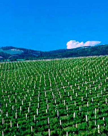 Vineyard of Villa Banfi at Tavernelle   near Montalcino Tuscany Italy   Brunello di Montalcino