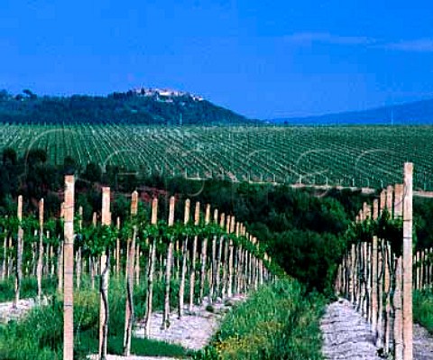 Vineyard of Villa Banfi at Tavernelle   near Montalcino Tuscany Italy   Brunello di Montalcino