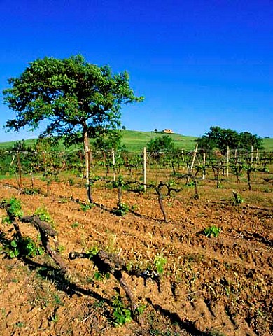 Vineyard of Villa Banfi near SantAngelo Scalo   Montalcino Tuscany Italy Brunello di Montalcino   etc