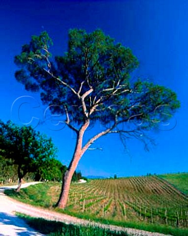 Vineyard of Villa Banfi near SantAngelo Scalo   Montalcino Tuscany Italy   Brunello di Montalcino