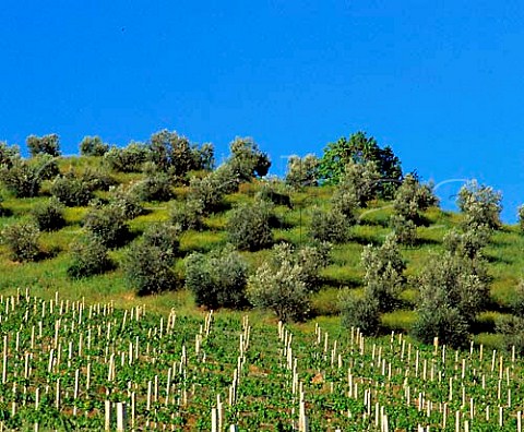 Olive grove above vineyard of Villa Banfi at   SantAngelo Scalo Montalcino Tuscany Italy   Brunello di Montalcino etc