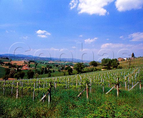 Vineyard at Montefalco Umbria Italy DOCs   Montefalco and Colli Martani