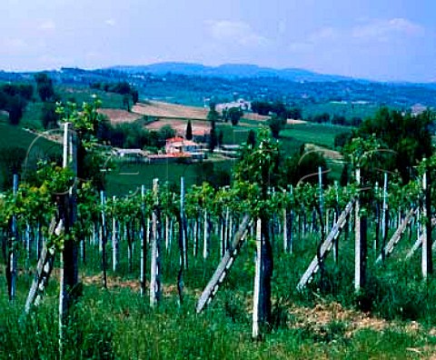 Vineyard at Montefalco Umbria Italy   Montefalco  Colli Martani