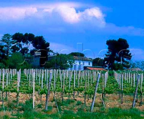 Vineyard and winery of Antonelli Montefalco   Umbria Italy     DOC Montefalco