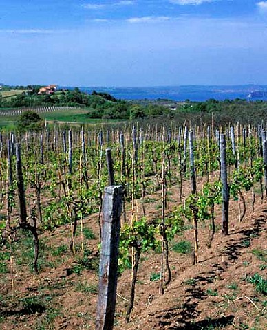 Falesco Poggio dei Gelsi vineyard with Lago di Bolsena in the distance Owned by Riccardo   Cotarella Montefiascone Lazio Italy DOC Est Est Est di Montefiascone