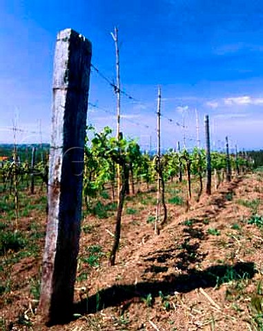 Falescos Poggio dei Gelsi vineyard   Montefiascone Lazio Italy   Est Est Est di Montefiascone