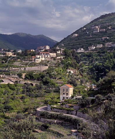 Terraced vineyards at Ravello Campania Italy