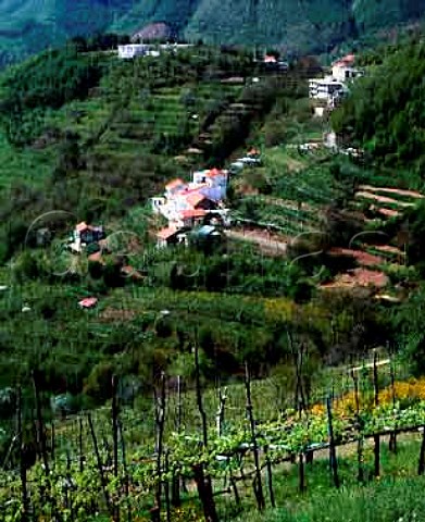 Vineyards around the villages of Cesarano and Pietre   in the Monti Lattari north of Ravello Campania   Italy