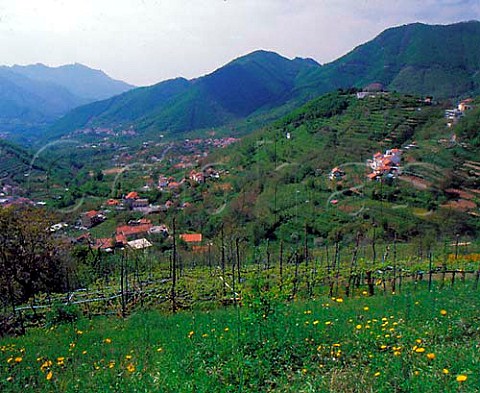 Vineyards around the villages of Cesarano and Pietre   in the Monti Lattari north of Ravello Campania   Italy