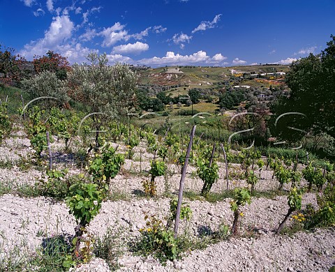 Vineyard on limestone soil near Bianco Calabria Italy Greco di Bianco