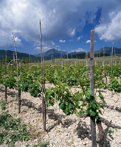 Vineyard on limestone soil near Bianco Calabria Italy Greco di Bianco