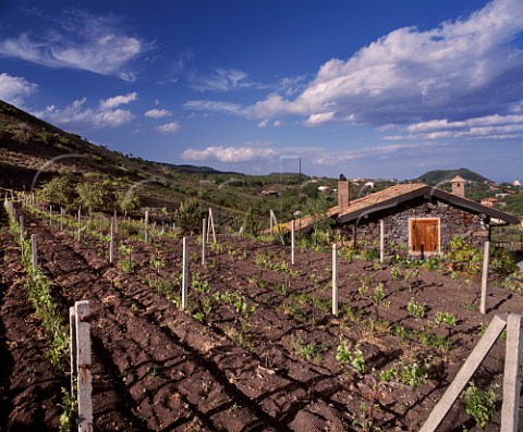 Vineyard planted in black volcanic soil on the   southern slopes of Mount Etna near Nicolosi Sicily   DOC Etna