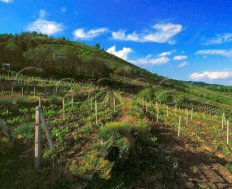 Vineyard planted in black volcanic soil on the   southern slopes of Mount Etna near Nicolosi Sicily   Italy    DOC Etna