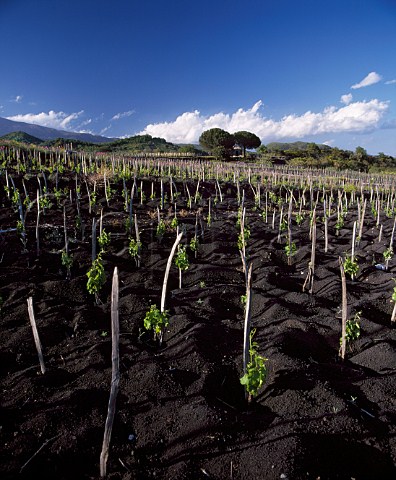 Vineyard planted in black volcanic soil on the   southern slopes of Mount Etna near Nicolosi Sicily   Italy     DOC Etna