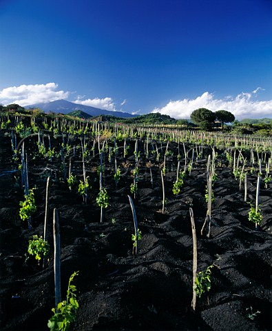Vineyard planted in the black volcanic soil on the   southern slopes of Mount Etna in distance  near Nicolosi Sicily     DOC Etna