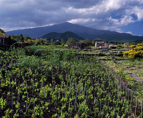 Vineyard planted in the black volcanic soil on the   southern slopes of Mount Etna in distance   near Nicolosi Sicily Italy     DOC Etna