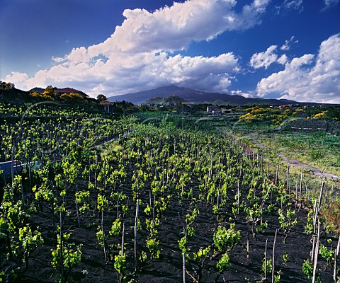 Vineyard planted in the black volcanic soil on the southern slopes of Mount Etna in distance Near Nicolosi Sicily     DOC Etna