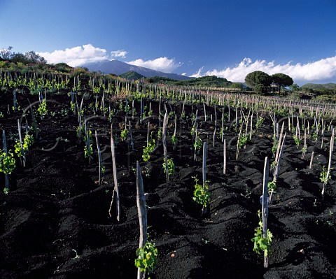 Vineyard planted in the black volcanic soil on the   southern slopes of Mount Etna in distance Near   Nicolosi Sicily Italy  DOC Etna