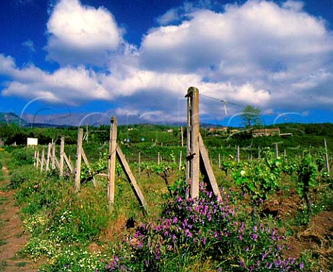 Vineyard of Barone di Villagrande at Milo on the   eastern slopes of Mount Etna Sicily Italy     DOC Etna