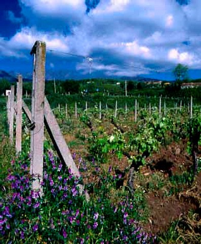 Vineyard of Barone di Villagrande at Milo on the   eastern slopes of Mount Etna Sicily      DOC Etna