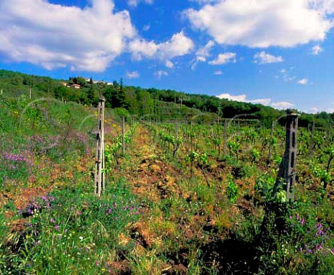 Vineyard of Barone di Villagrande at Milo on the   eastern slopes of Mount Etna Sicily Italy  DOC Etna