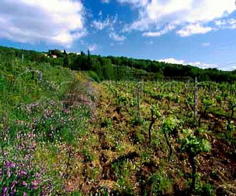 Vineyard of Barone di Villagrande at Milo on the   eastern slopes of Mount Etna Sicily      DOC Etna