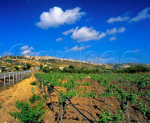 Vineyard below the town of Naro in the Comarca di   Naro plateau Agrigento province Sicily