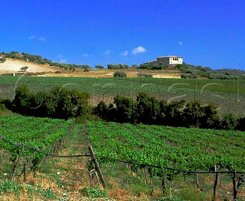 Vineyards in the Comarca di Naro plateau near Naro   Agrigento province Sicily Italy