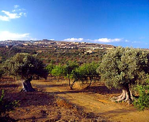 Ancient olive grove in the Valley of Temples   Agrigento Sicily Italy