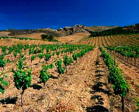 Vineyard near Sciacca Agrigento Province Sicily