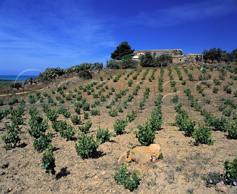 Vineyard near Sciacca Agrigento Province Sicily