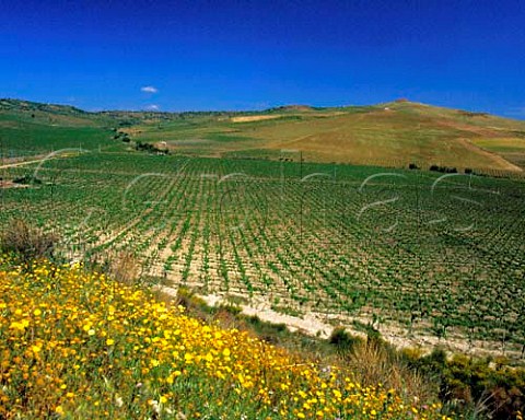 Expanse of vineyard near Sambuca di Sicilia   Agrigento Province Sicily Italy