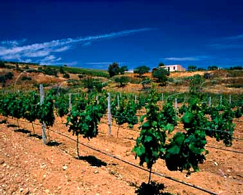 Vineyard with pipe for drip irrigation near Menfi   Agrigento Province Sicily