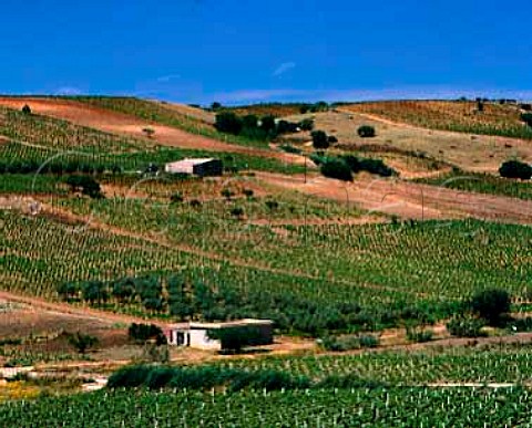 Vineyards near Menfi Agrigento Province Sicily