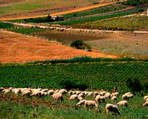 Vineyards and sheep near Menfi   Agrigento Province Sicily