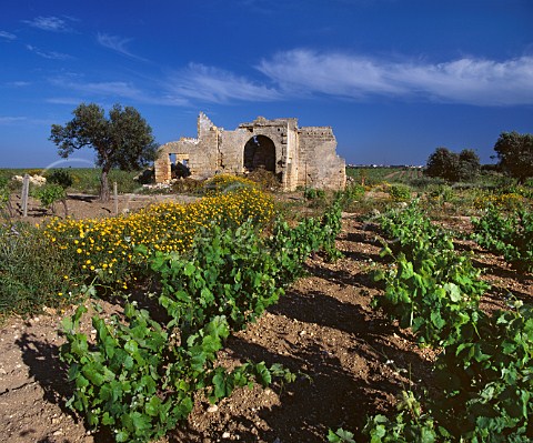 Ruined building in vineyard Near Marsala  Trapani province Sicily DOC Marsala