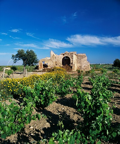 Ruined building in vineyard Marsala   Trapani province Sicily DOC Marsala