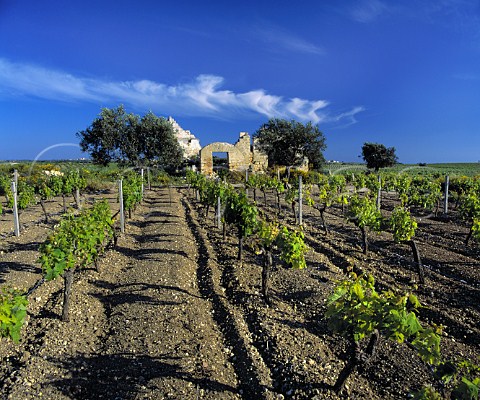 Ruined building in vineyard Marsala   Trapani province Sicily DOC Marsala