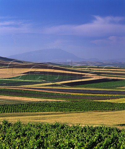 Vineyard landscape east of Marsala Trapani province Sicily Italy Marsala