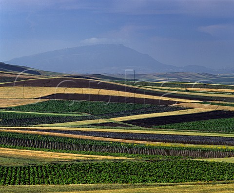 Vineyard landscape east of Marsala   Trapani province Sicily Italy Marsala
