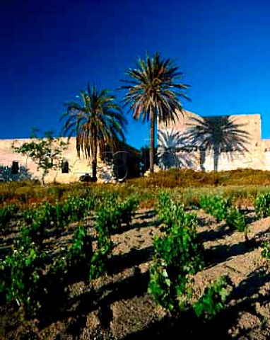 Derelict building amidst the vineyards east of   Marsala Trapani province Sicily    DOC Marsala