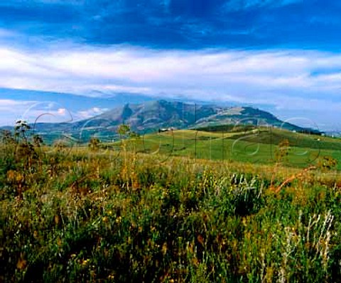 Landscape including hillside vineyards   near Calatafimi Trapani province Sicily    DOCs Marsala and Alcamo