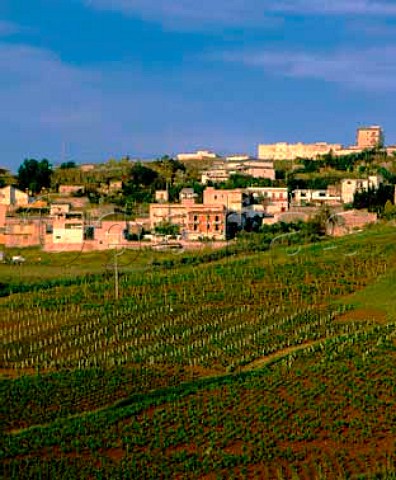 Vineyard below the town of Alcamo   Trapani province Sicily      DOCs Marsala and Alcamo