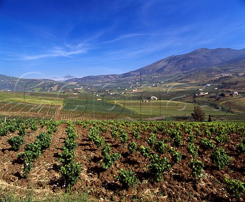 Vineyards near Calatafimi Trapani province Sicily   DOC Marsala