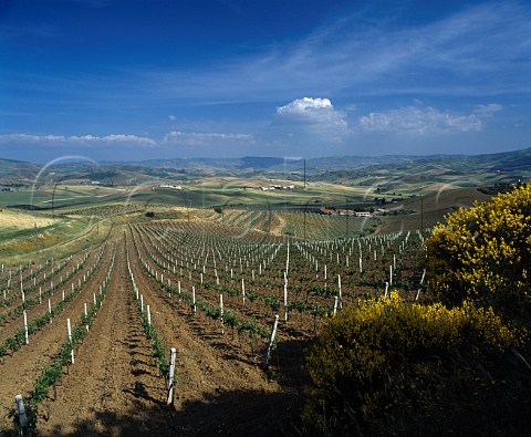 Vineyards on the Regaleali estate which straddles the provinces of Palermo and Caltanissetta near Vallelunga Pratameno Sicily