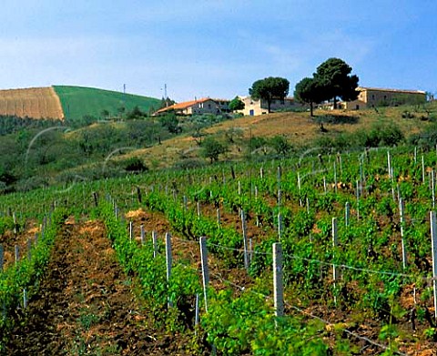 Winery viewed over vineyard on the Regaleali estate   which straddles the provinces of Palermo and   Caltanissetta near Vallelunga Pratameno Sicily   Italy