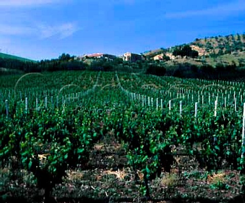 Winery over vineyard on the Regaleali estate of   Giusseppe Tasca Count of Almerita which straddles the   provinces of Palermo and Caltanissetta near   Vallelunga Pratameno Sicily